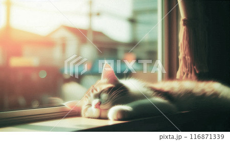 窓ぎわのネコ 窓ぎわのネコ 116871339