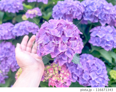 あじさいに手を添える あじさいに手を添える 116871343