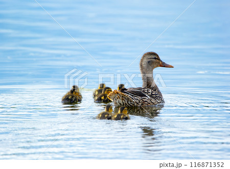 Group of little ducklings with mom Mallard duck in the water. Group of little ducklings with mom Mallard duck in the water. 116871352