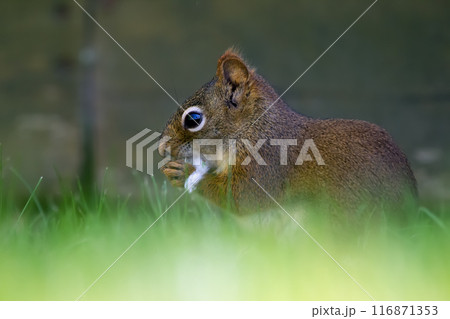 American red squirrel is eating poplar seeds in grass. 116871353