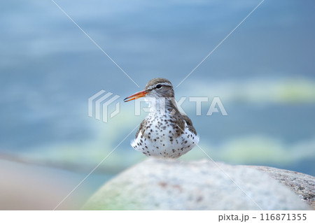 Spotted sandpiper is laying and resting on the rock at the water in spring. Spotted sandpiper is laying and resting on the rock at the water in spring. 116871355