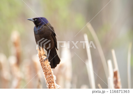 Common grackle is sitting on a yellow reed at the pond in spring. 116871363
