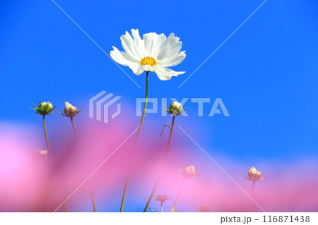 青空に咲く白いコスモス 116871438