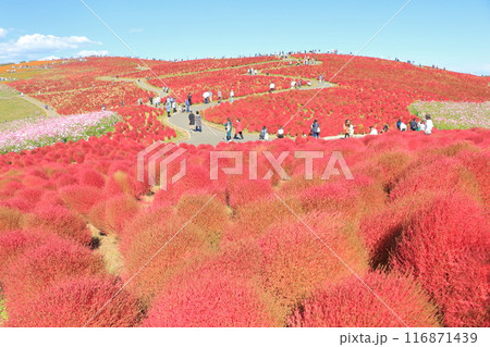 紅葉したコキア・見晴らしの丘 116871439