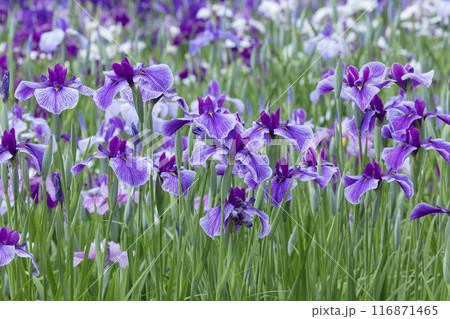 ハナショウブの花 116871465