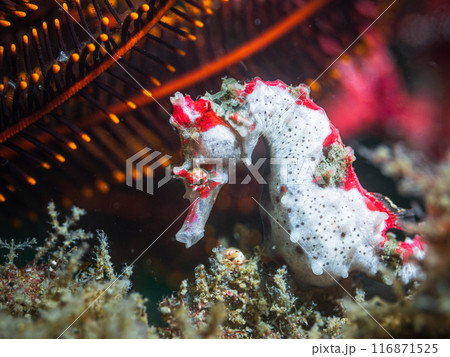 タツノオトシゴ 116871525