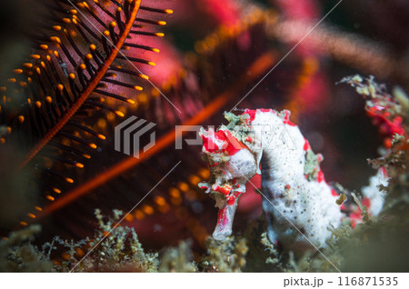 タツノオトシゴ 116871535