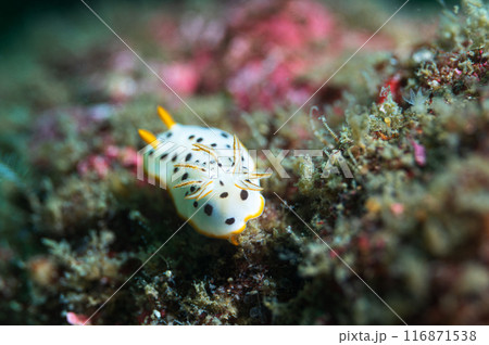 シロウミウシ シロウミウシ 116871538