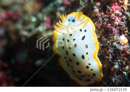 シロウミウシ シロウミウシ 116871539
