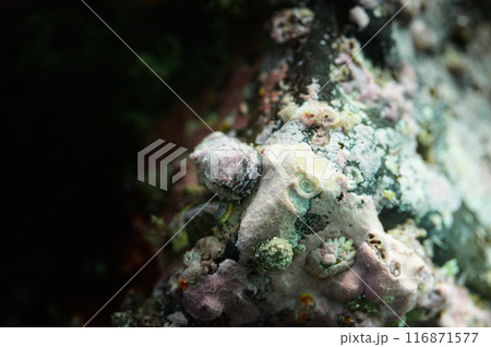 岩に擬態したダンゴウオ 116871577