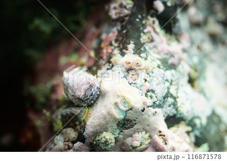 岩に擬態したダンゴウオ 岩に擬態したダンゴウオ 116871578