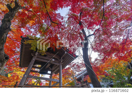 秋の京都 紅葉に包まれた常寂光寺 鐘楼 秋の京都 紅葉に包まれた常寂光寺 鐘楼 116871602