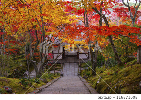 秋の京都 常寂光寺 本堂前石段から紅葉に包まれた仁王門を見下ろす 秋の京都 常寂光寺 本堂前石段から紅葉に包まれた仁王門を見下ろす 116871608