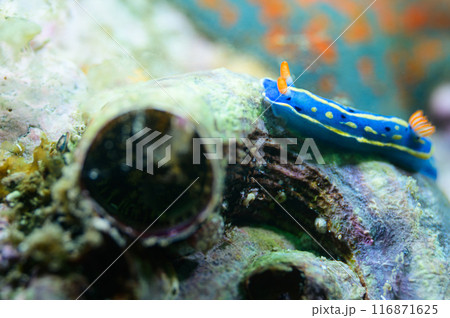 アオウミウシ 116871625