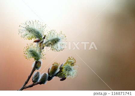 Blooming pussy willow branches in orange sunset light. 116871741