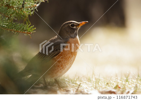 American robin is standing on the ground under the tree in morning light. American robin is standing on the ground under the tree in morning light. 116871743