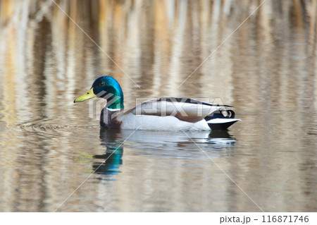 Male mallard duck is swimming in the lake in the early spring. Male mallard duck is swimming in the lake in the early spring. 116871746