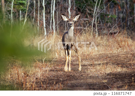 Mule deer doe is standing and watching in the forest trail. Mule deer doe is standing and watching in the forest trail. 116871747