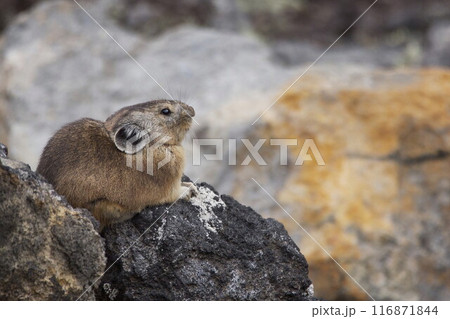 秋のナキウサギ 116871844