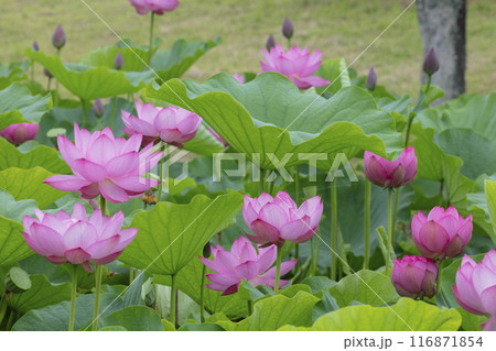 ハスの花 116871854