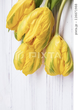 Bunch of yellow tulips with leaves on the white wooden table. 116871988