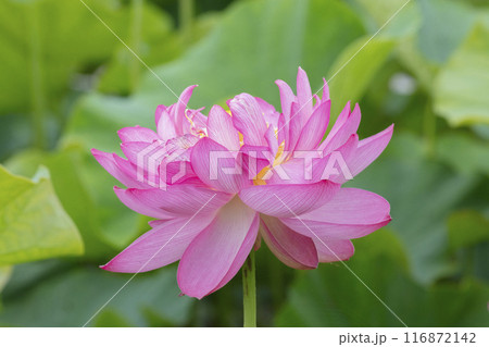 ハスの花 116872142