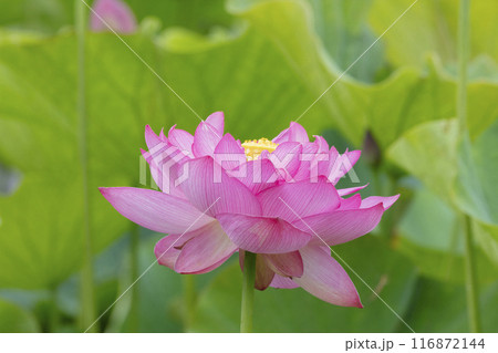 ハスの花 116872144