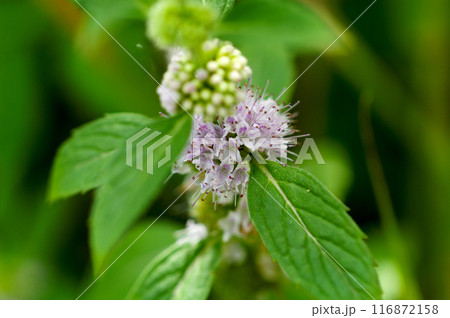 信濃川・やすらぎ堤の薄荷(はっか) 信濃川・やすらぎ堤の薄荷(はっか) 116872158