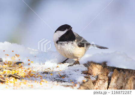Little chickadee is sitting on a stump with seeds in winter park. 116872287