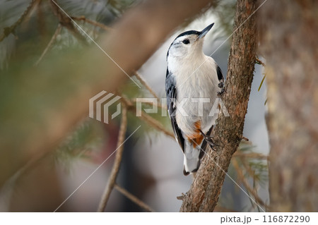 White-breasted nuthatch is perched on a spruce tree in winter park. White-breasted nuthatch is perched on a spruce tree in winter park. 116872290