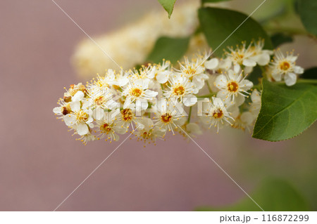 Branch of Chokecherry white bloom with green leaves in spring. Branch of Chokecherry white bloom with green leaves in spring. 116872299