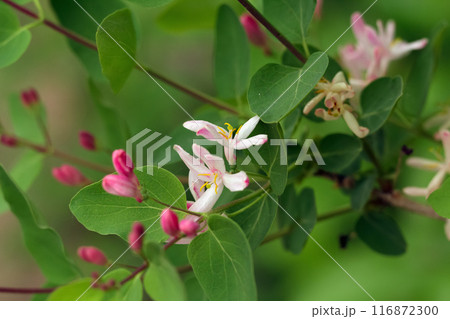 Branch of Tatarian honeysuckle with pink bloom and green leaves. Branch of Tatarian honeysuckle with pink bloom and green leaves. 116872300