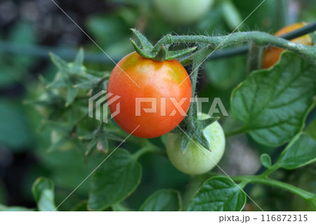 Branch with first ripe red cherry tomato in the garden. Branch with first ripe red cherry tomato in the garden. 116872315