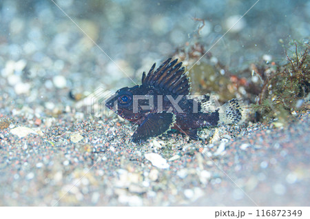 ヒレナガカサゴ 116872349