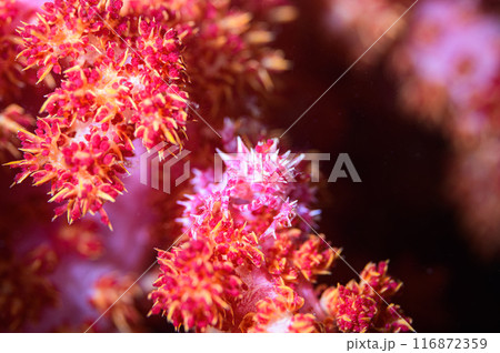 イソコンペイトウガニ 116872359