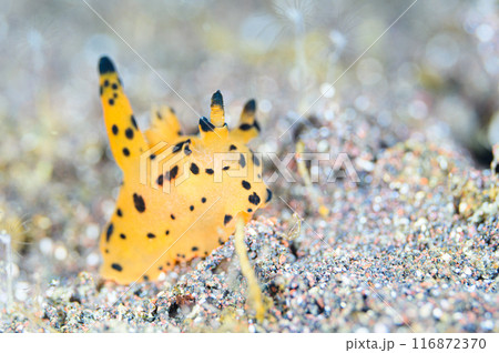カンナツノザヤウミウシ カンナツノザヤウミウシ 116872370