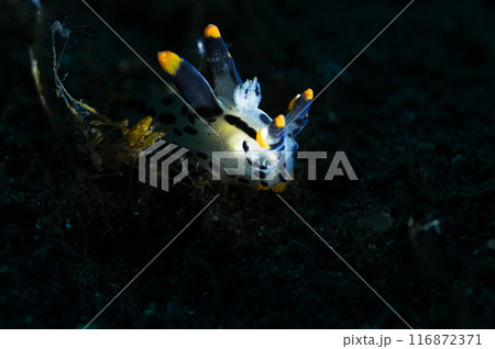 ツノザヤウミウシ ツノザヤウミウシ 116872371