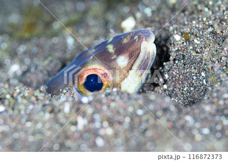 ホタテウミヘビ 116872373