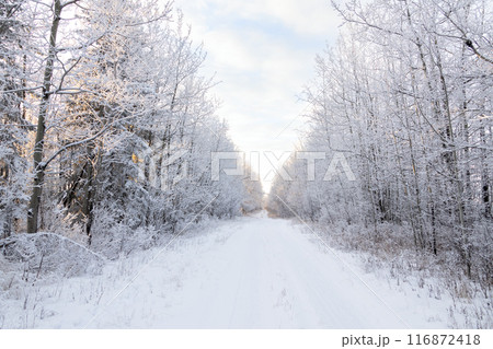 Beautiful country landscape - white snowy range road along the tree line covered with hoarfrost in a calm winter day. Beautiful country landscape - white snowy range road along the tree line covered with hoarfrost in a calm winter day. 116872418