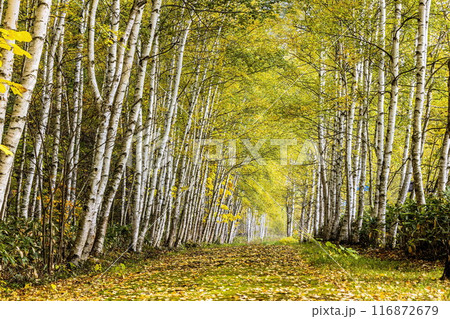 白樺の道 116872679