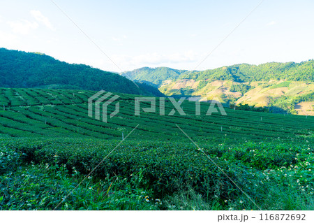 tea plantation and green tea plantation tea plantation and green tea plantation 116872692