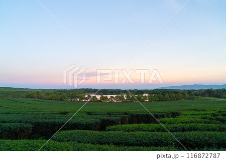 tea plantation on mountain in morning 116872787