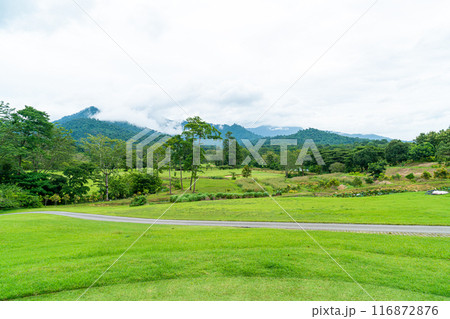 Green with Sand bunkers on Golf course Green with Sand bunkers on Golf course 116872876