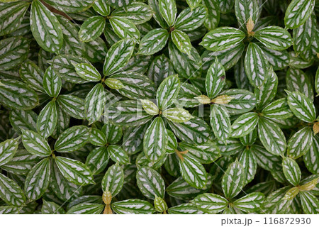 画面いっぱいの斑入り植物の葉っぱ 画面いっぱいの斑入り植物の葉っぱ 116872930