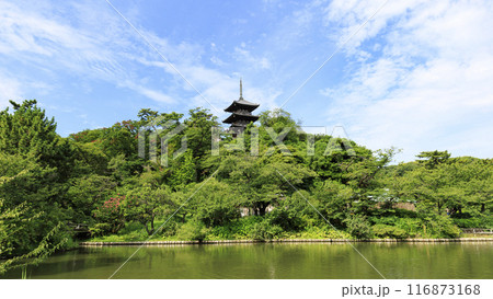 神奈川県横浜市本牧三渓園／三渓園の夏 116873168