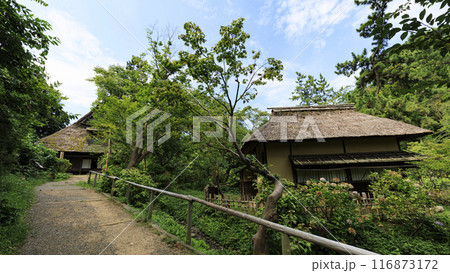 神奈川県横浜市本牧三渓園／三渓園の夏 116873172