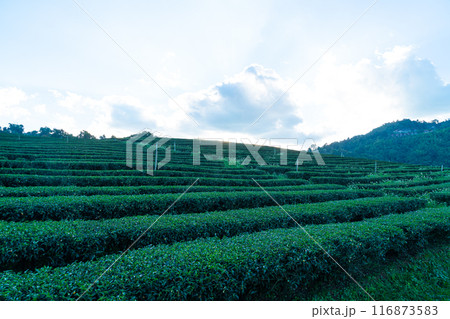 tea plantation and green tea plantation tea plantation and green tea plantation 116873583