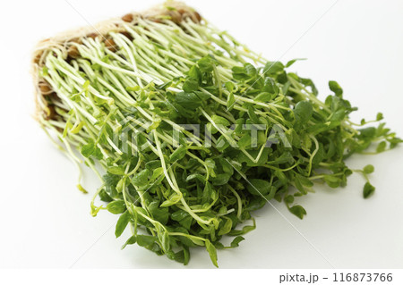 豆苗 白バック 豆苗 白バック 116873766