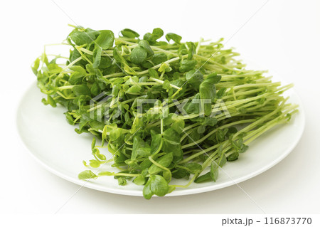 白皿に乗った豆苗 白バック 白皿に乗った豆苗 白バック 116873770