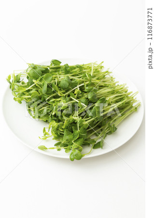 白皿に乗った豆苗 白バック 白皿に乗った豆苗 白バック 116873771